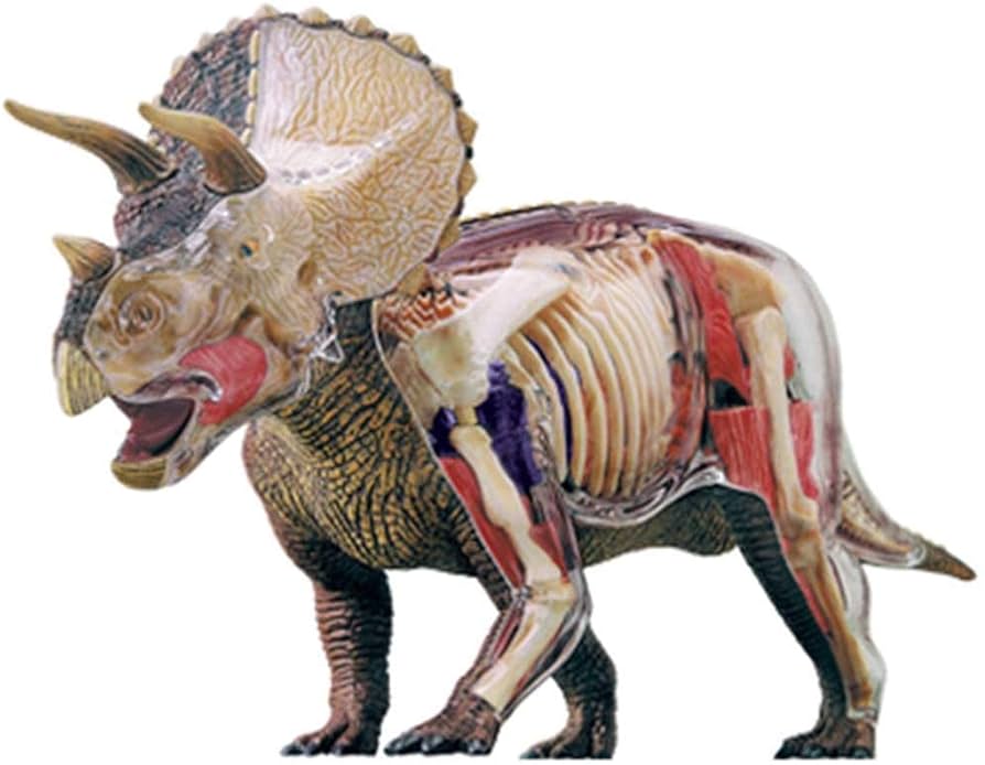 Amazon.co.jp: 解剖学モデル、シミュレーショントリセラトプス